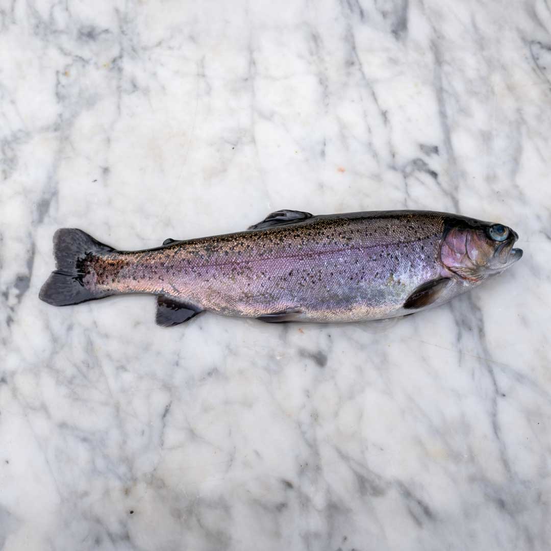 FRISCHE REGENBOGEN-FORELLE - Portion +-350gr – Bild 2