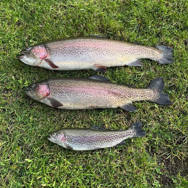 FRISCHE REGENBOGEN-FORELLE - Portion +-350gr – Bild 3