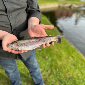 FRISCHE REGENBOGEN-FORELLE - Portion +-350gr