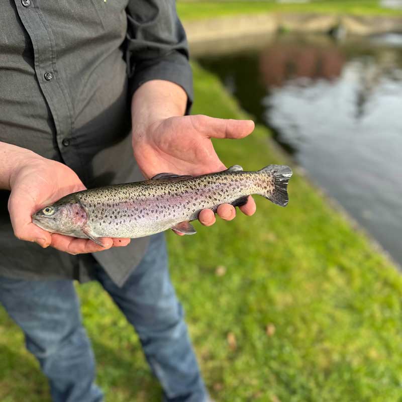 FRISCHE REGENBOGEN-FORELLE - Portion +-350gr