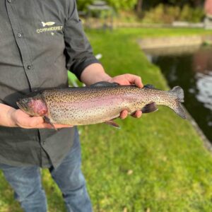 FRISCHE REGENBOGEN-FORELLE • 1 > 2kg
