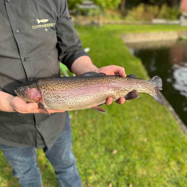 Rainbow trout - 1 > 2kg - Commanderie 7