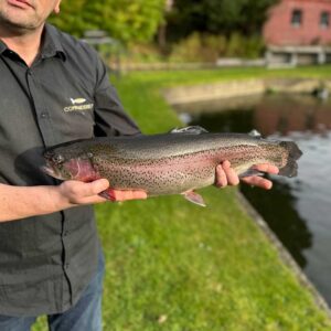 Regenbogenforelle - 2kg und mehr